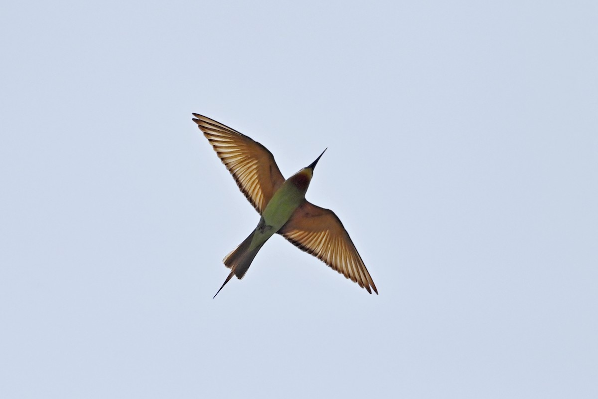 Madagascar Bee-eater - ML620819937