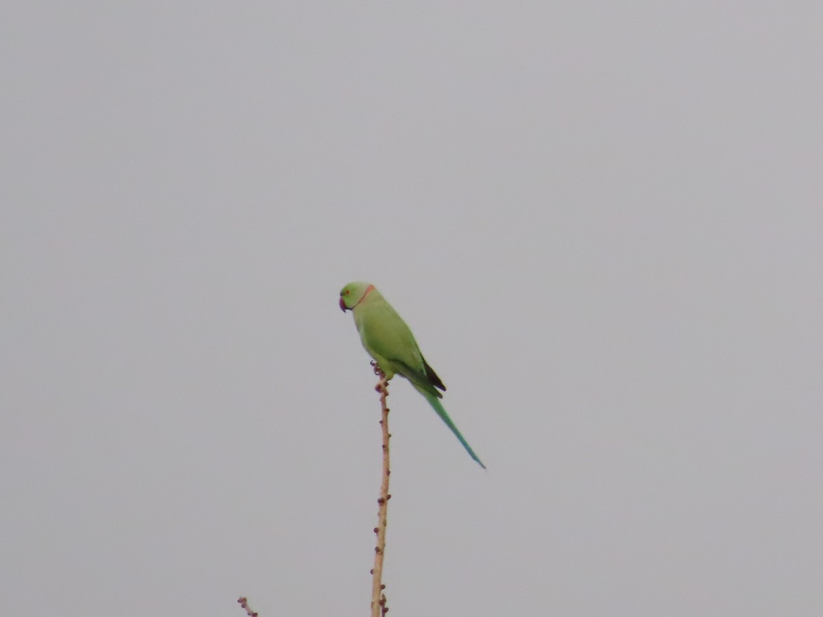 Rose-ringed Parakeet - ML620819938