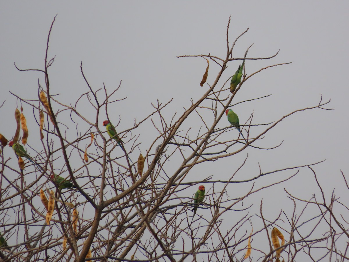 Plum-headed Parakeet - ML620819940