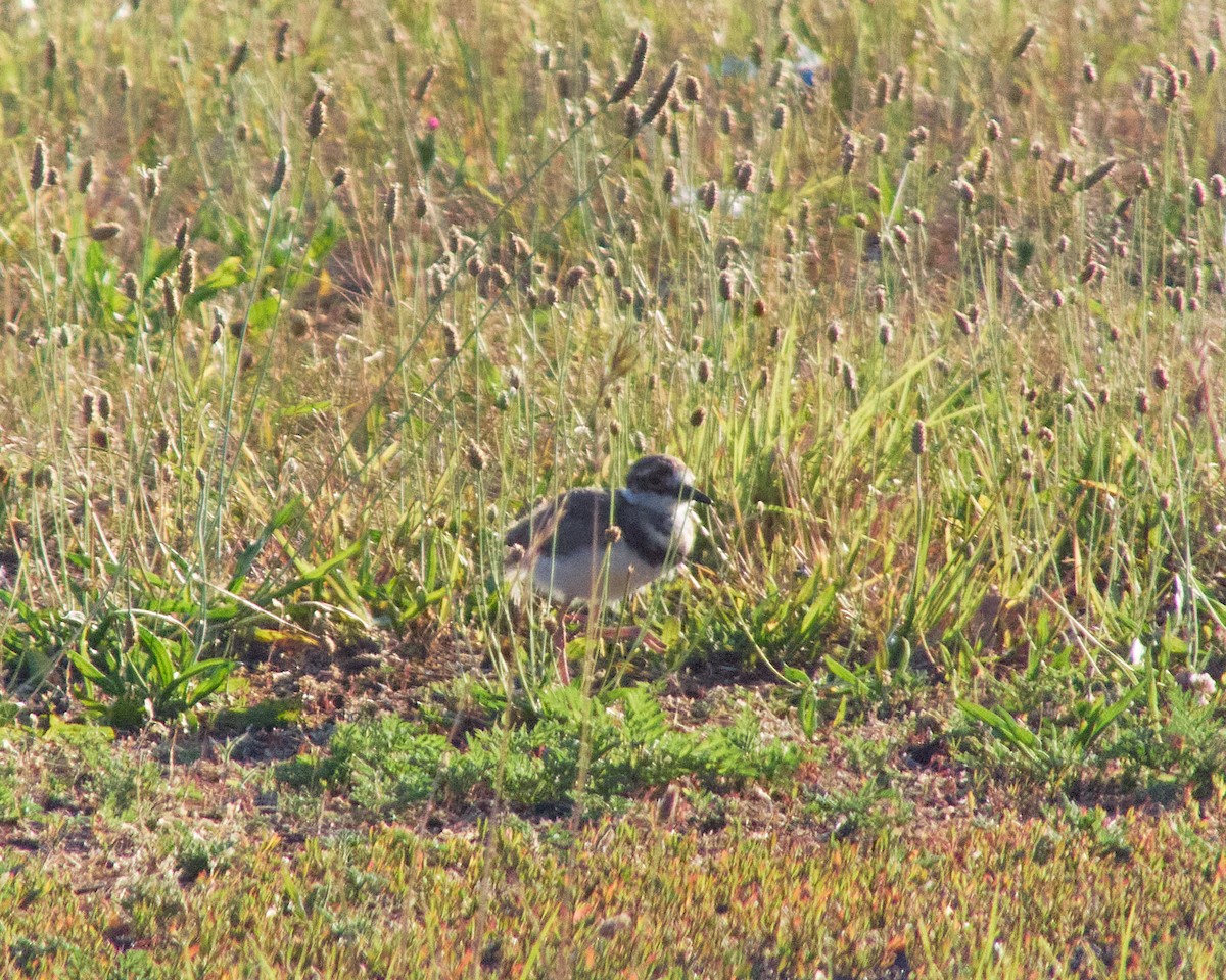 Killdeer - ML620819942