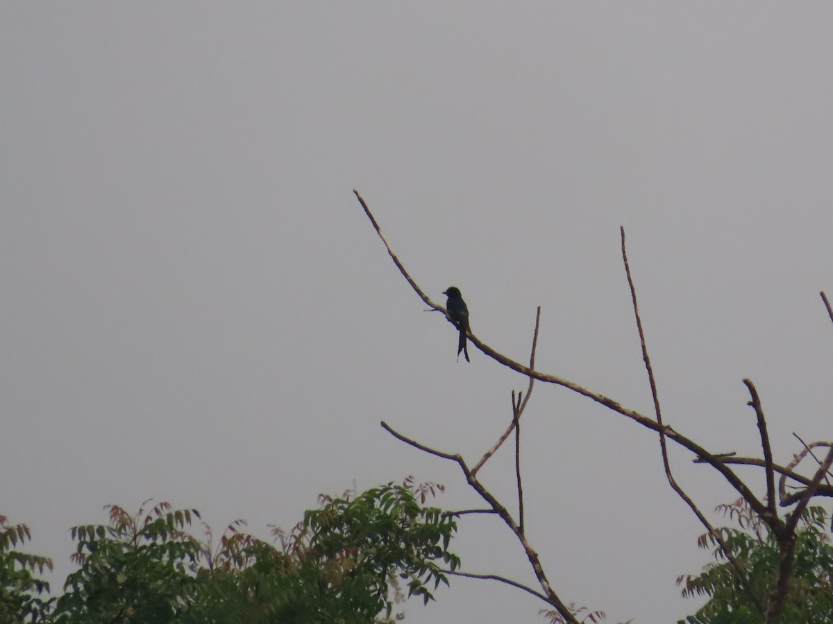 Drongo royal - ML620819947