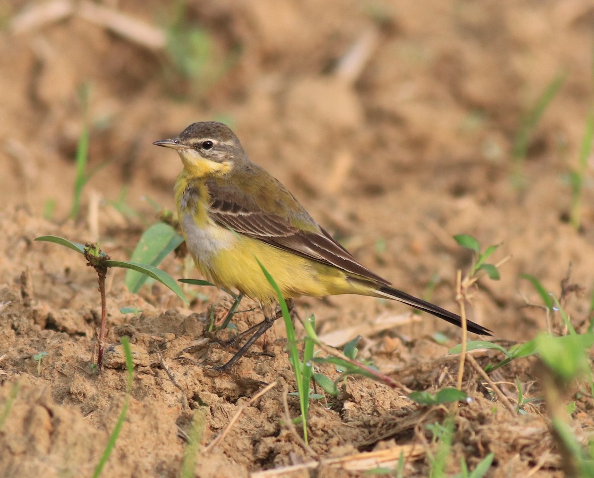 Western Yellow Wagtail - ML620819951