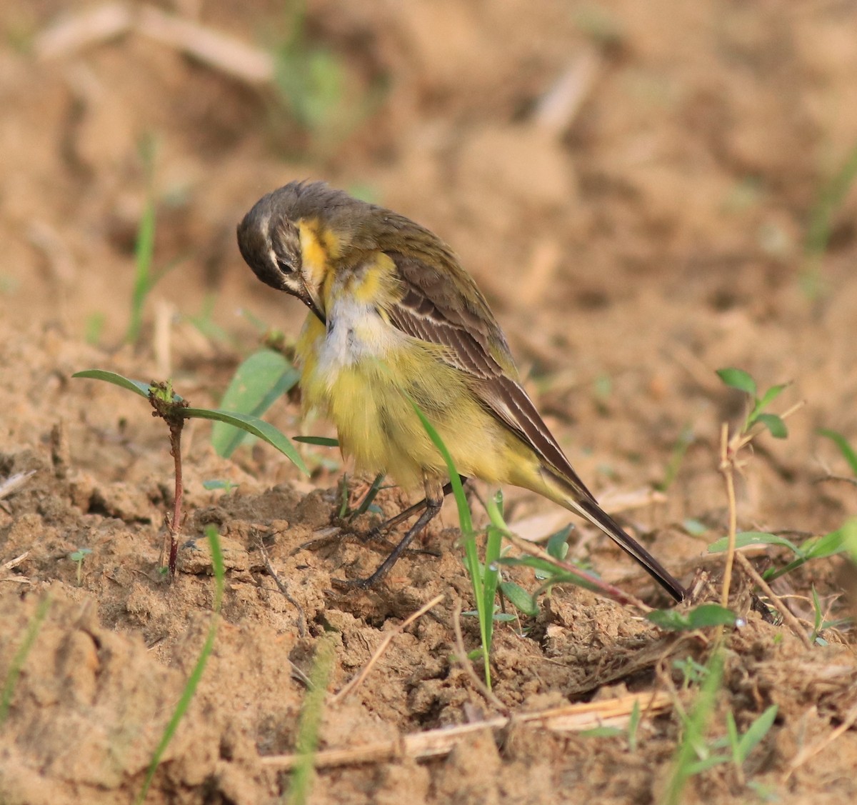 Western Yellow Wagtail - ML620819953