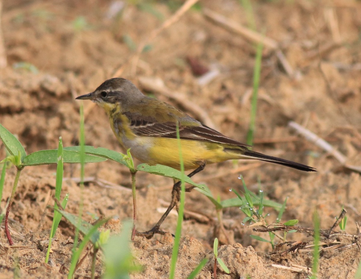 Western Yellow Wagtail - ML620819955