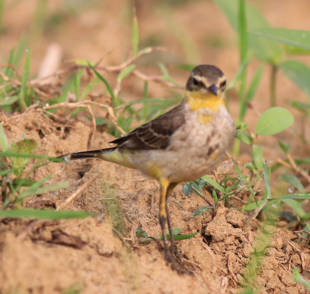 Western Yellow Wagtail - ML620819956