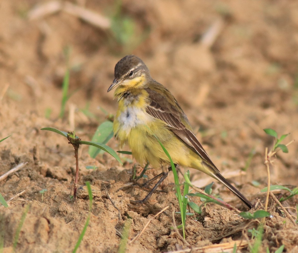 Western Yellow Wagtail - ML620819957