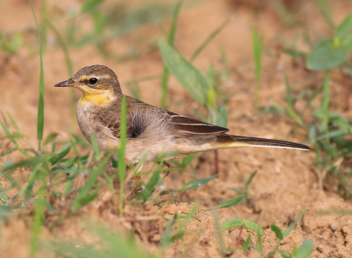 Western Yellow Wagtail - ML620819959