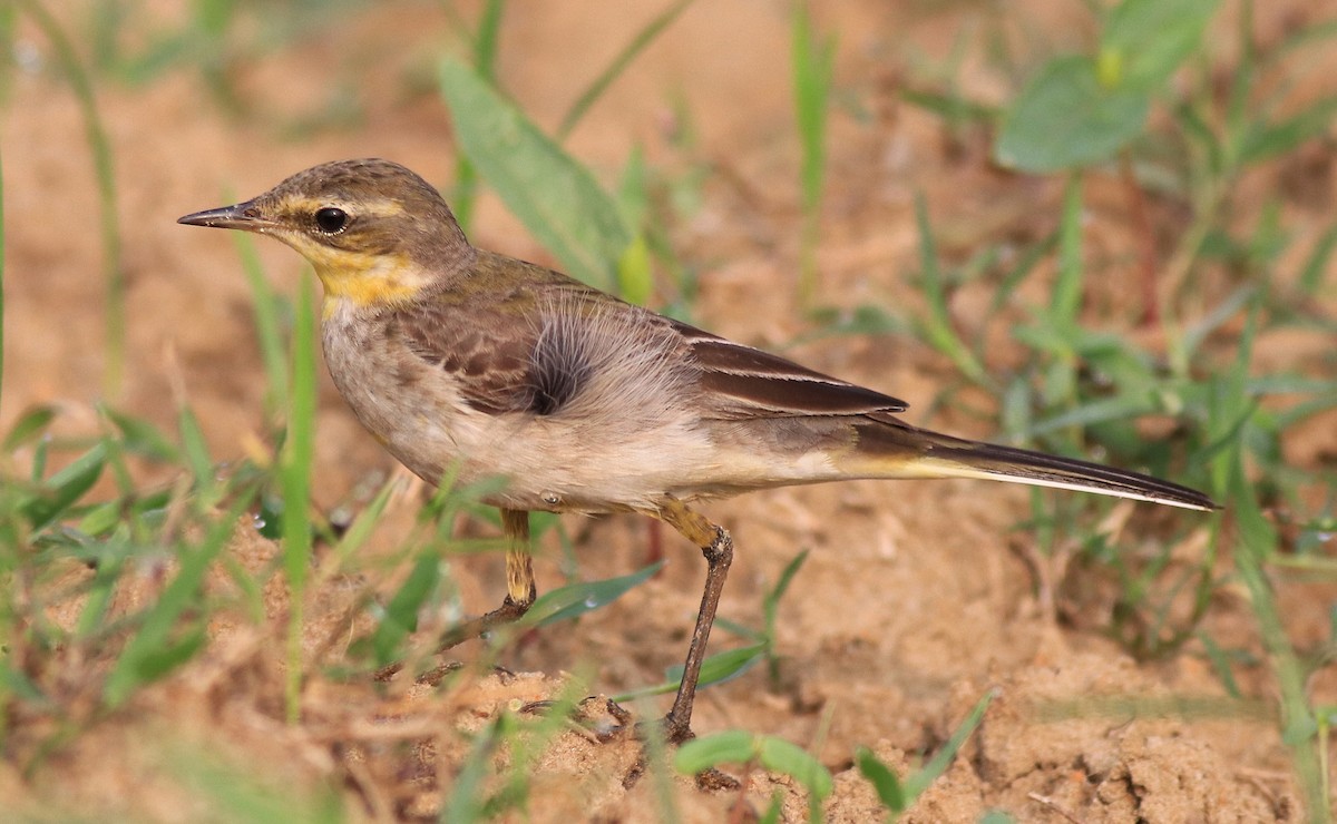 Western Yellow Wagtail - ML620819960