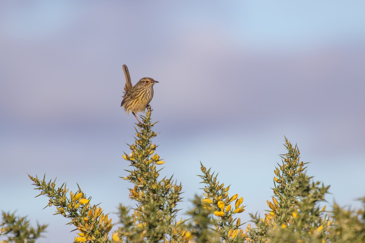 Striated Fieldwren - ML620819963