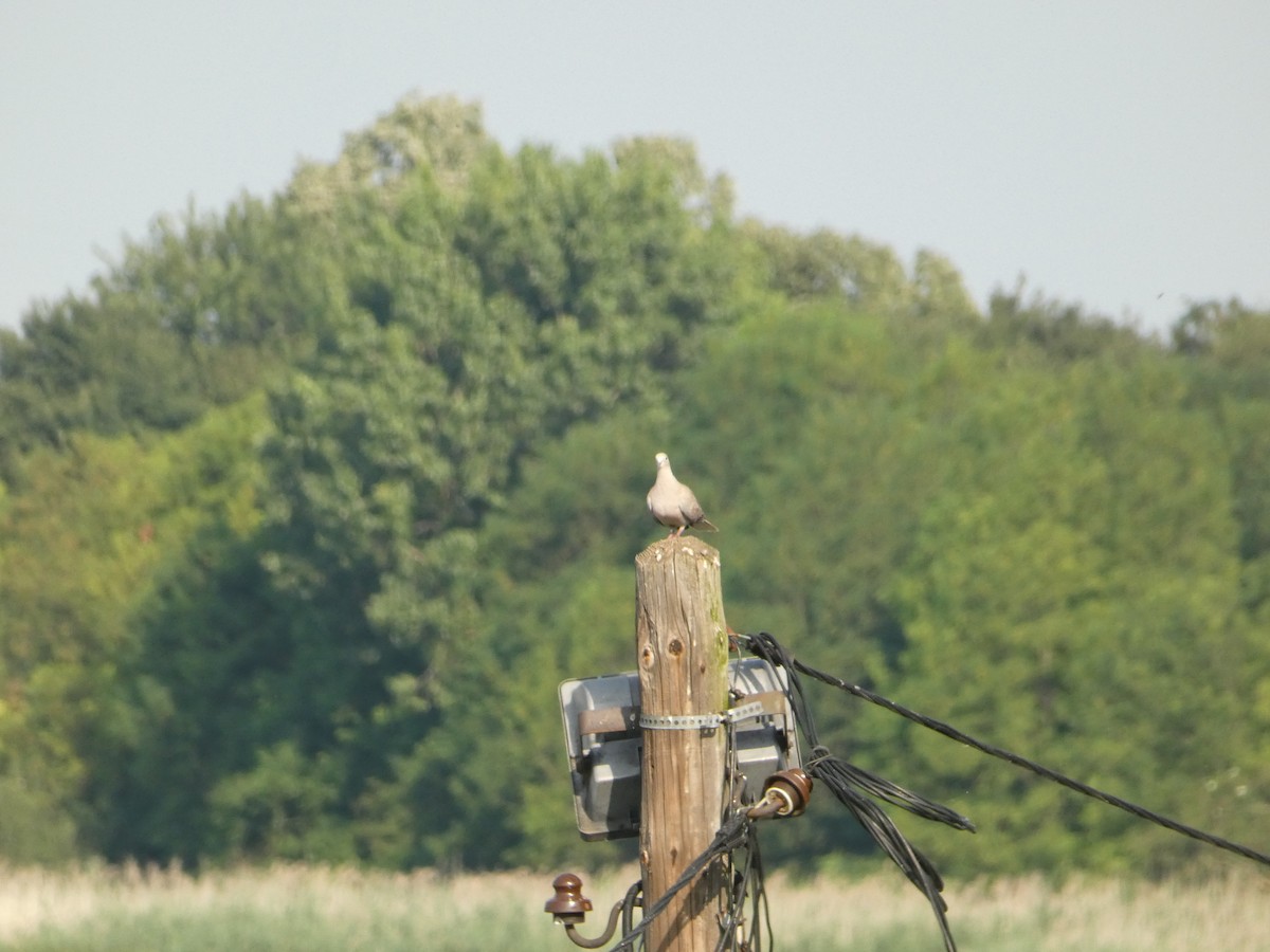 Eurasian Collared-Dove - ML620819964