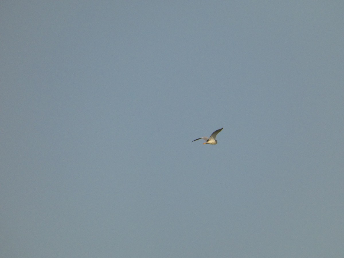Black-crowned Night Heron - ML620819965