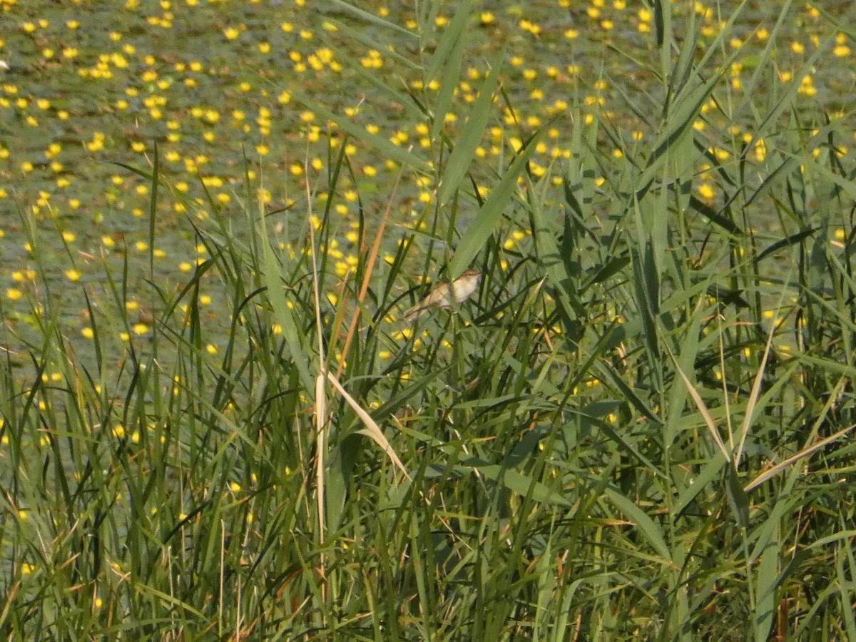 Great Reed Warbler - ML620819973