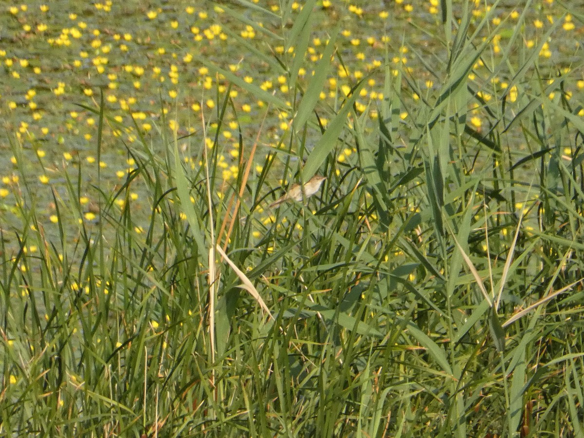 Great Reed Warbler - ML620819974