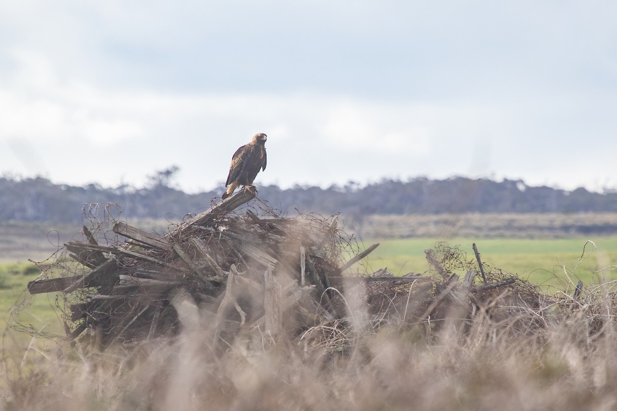 Wedge-tailed Eagle - ML620819975