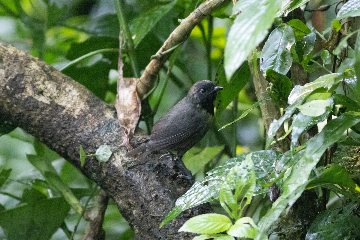 Black-faced Rufous-Warbler - ML620819980