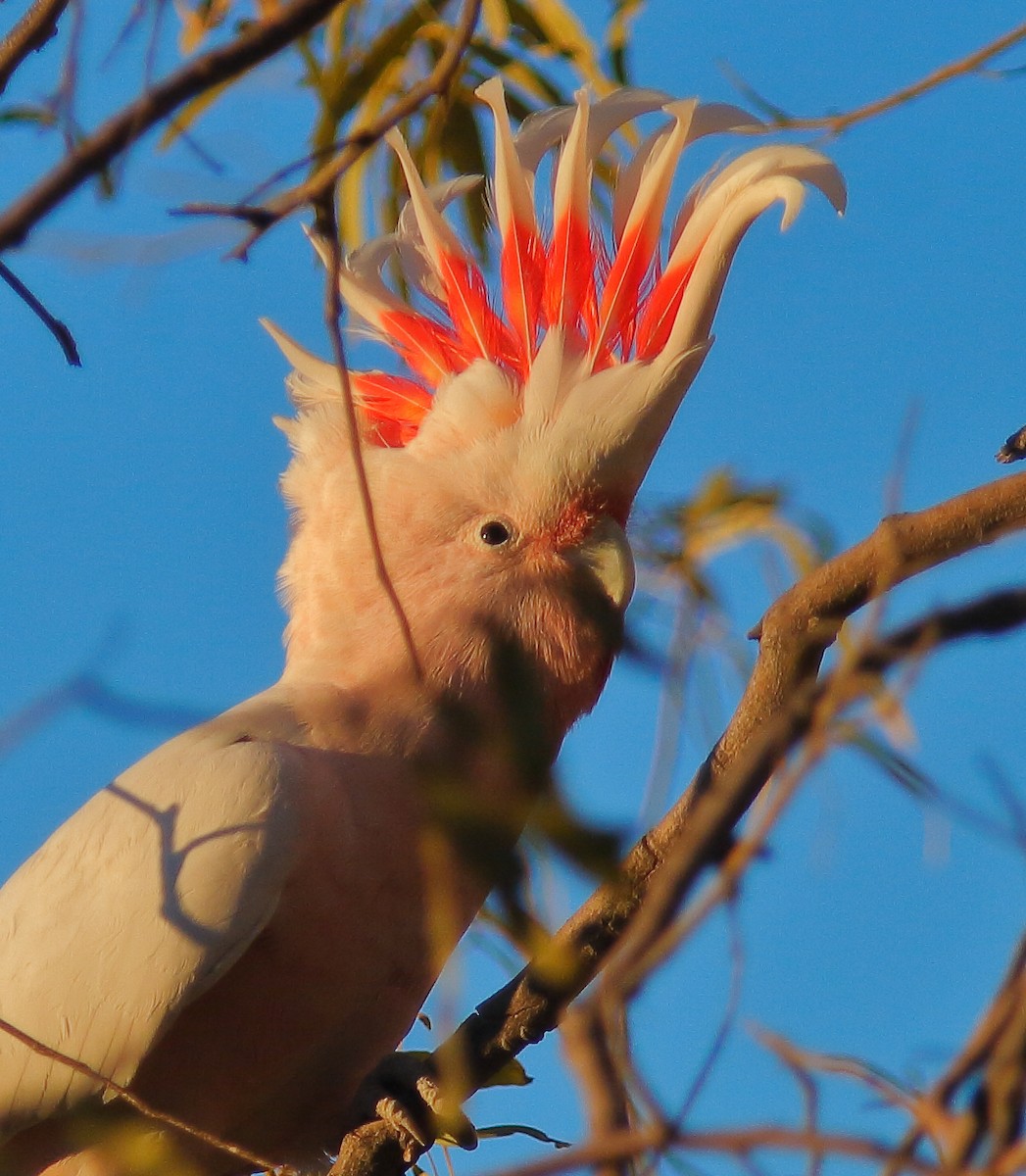 Pink Cockatoo - ML620819986