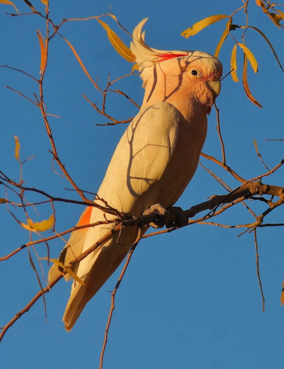 Pink Cockatoo - ML620819987