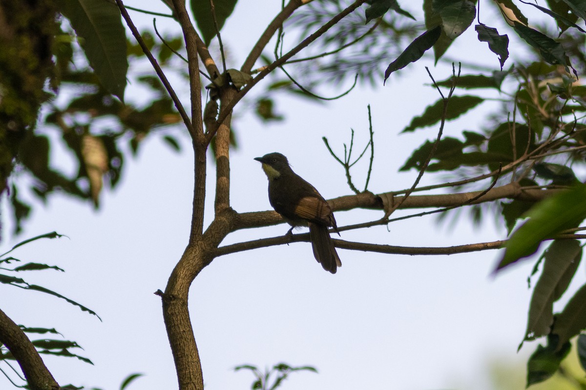 Yellow-throated Greenbul - ML620819988