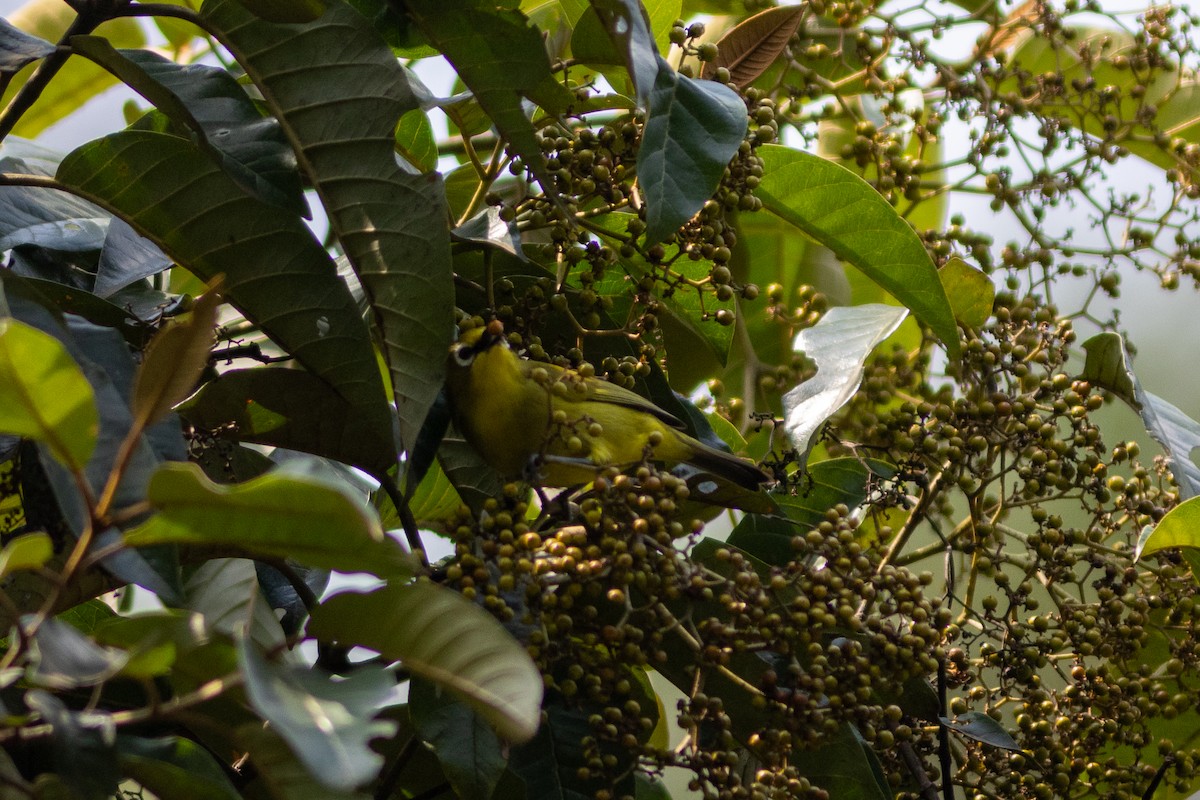 Northern Yellow White-eye - ML620819990