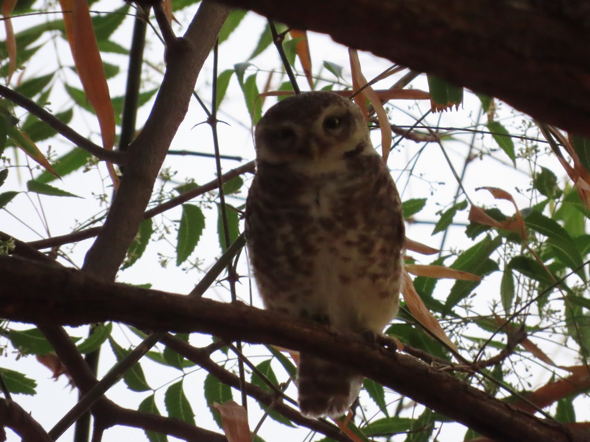 Spotted Owlet - ML620819991