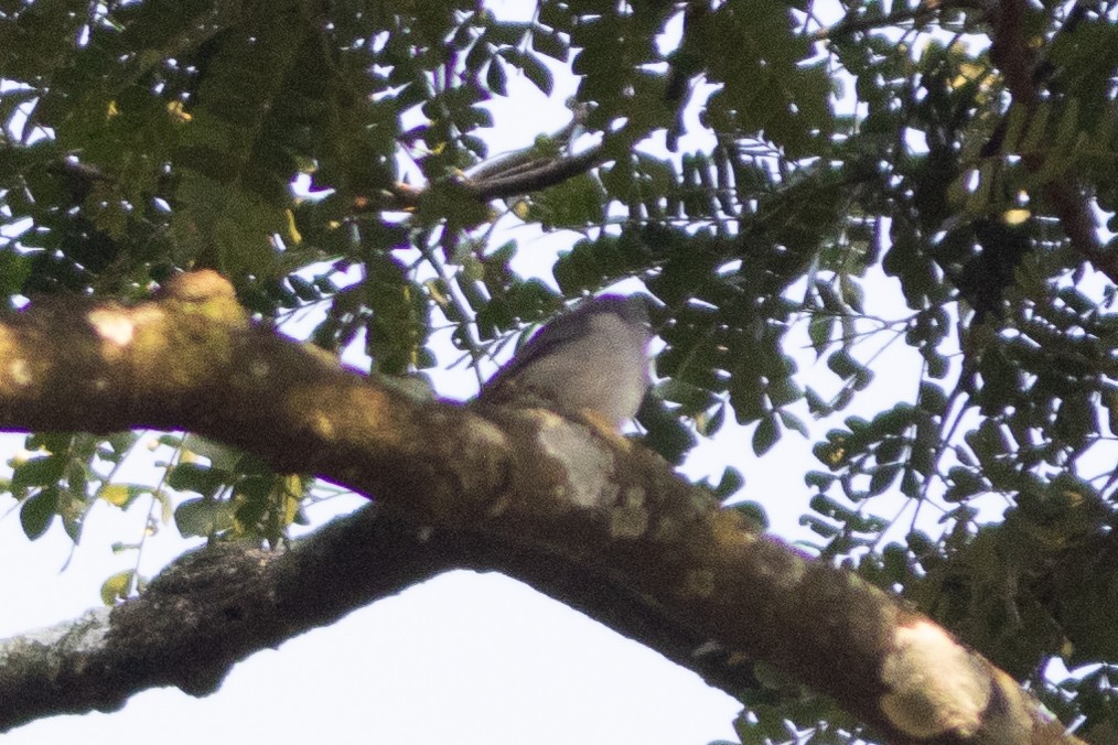 Chapin's Flycatcher - Edward Jenkins