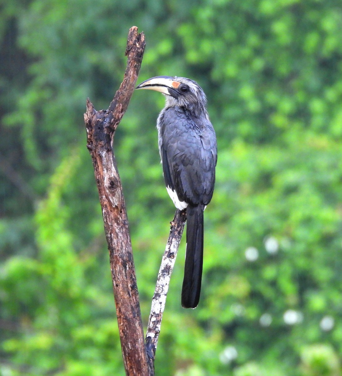 Malabar Gray Hornbill - ML620819993