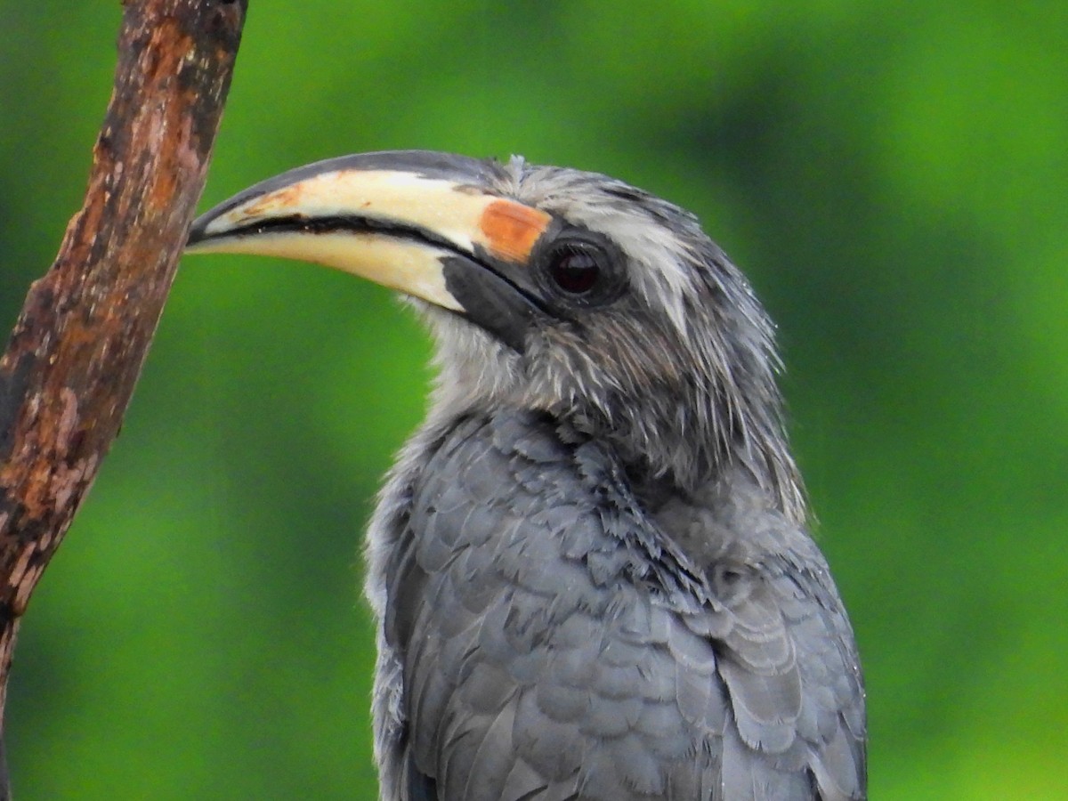 Malabar Gray Hornbill - ML620819994