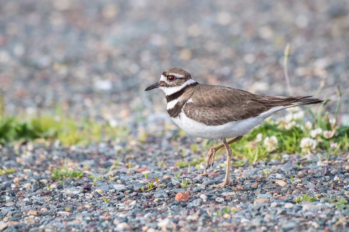 Killdeer - Emily Turteltaub Nelson