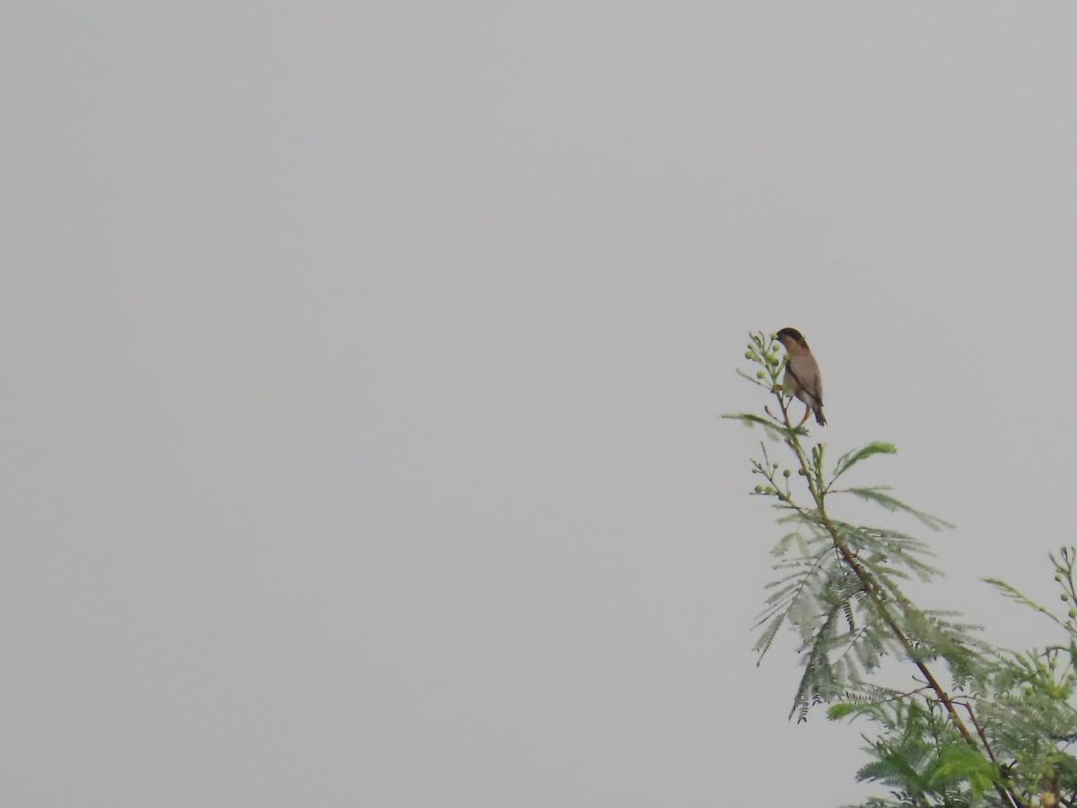 Brahminy Starling - ML620820009