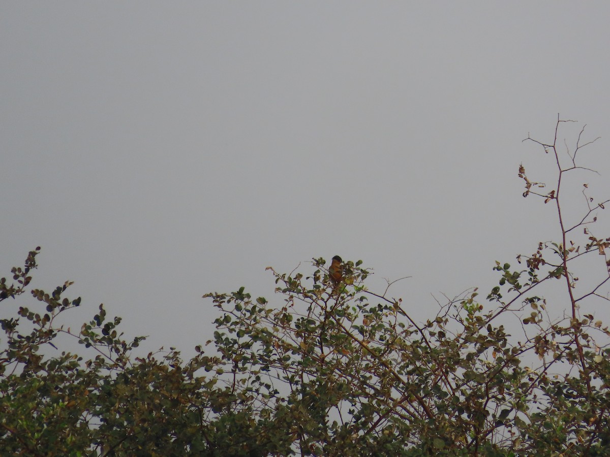 Brahminy Starling - ML620820010