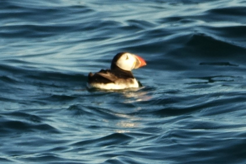 Atlantic Puffin - Martin Brookes