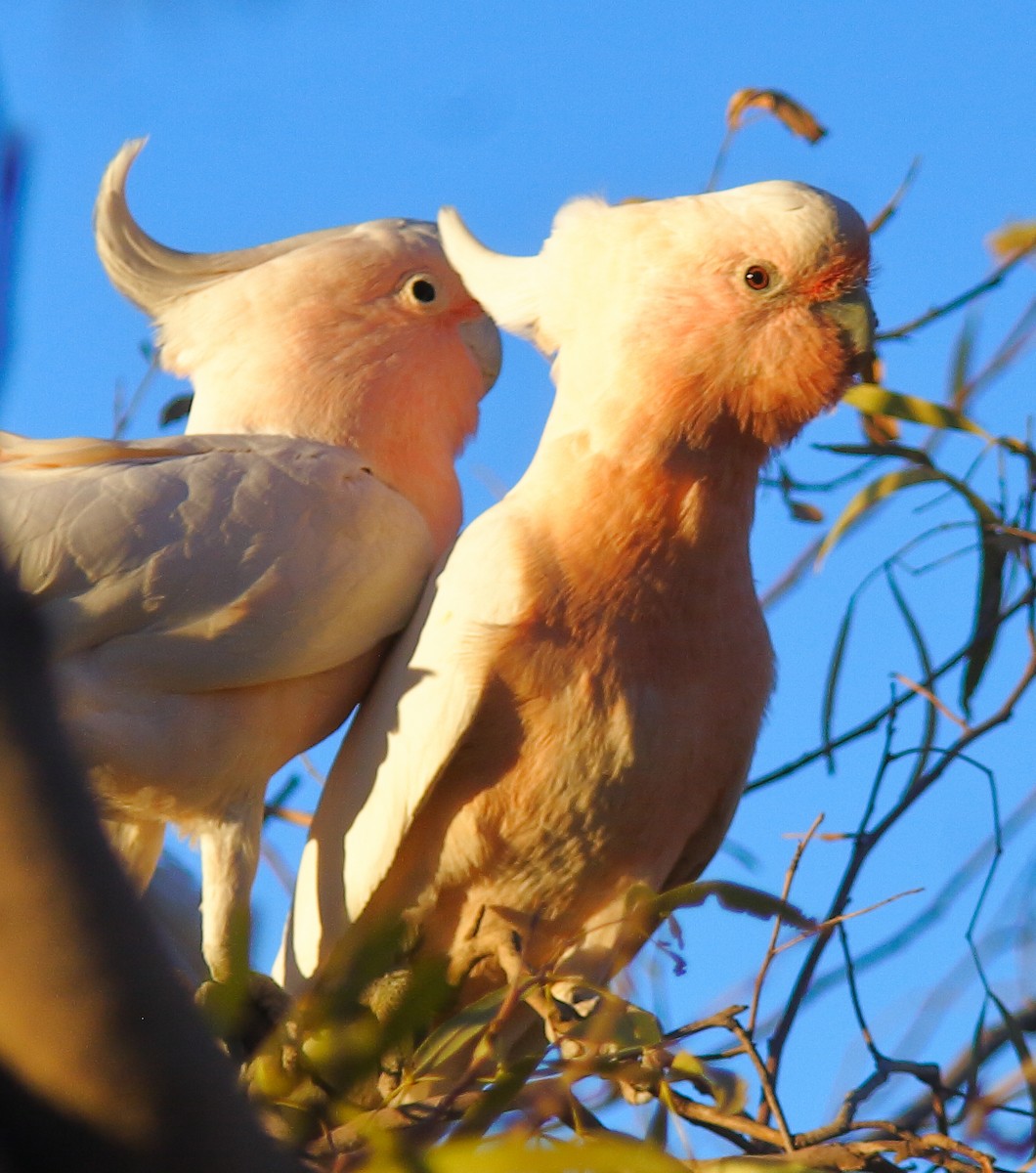 Pink Cockatoo - ML620820012