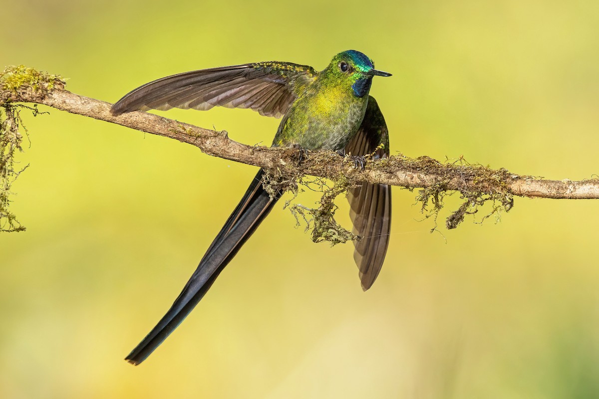 Long-tailed Sylph - ML620820013