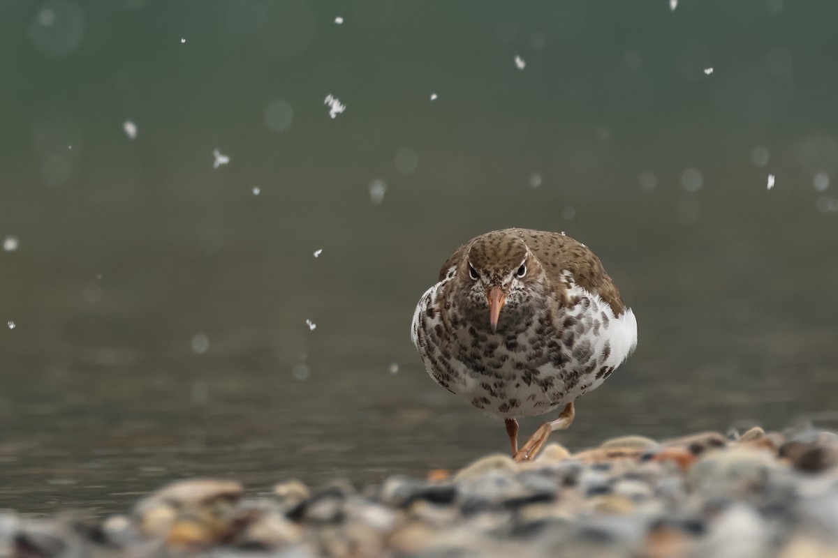 Spotted Sandpiper - ML620820019