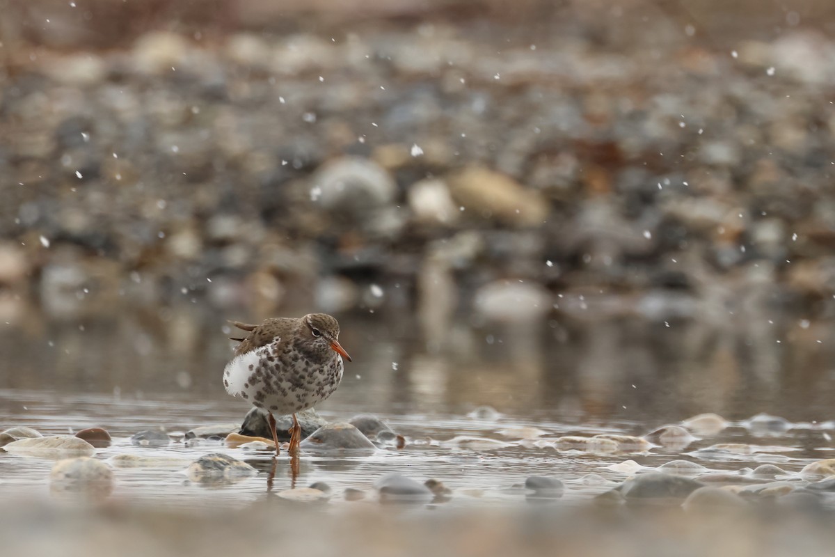 Spotted Sandpiper - ML620820020