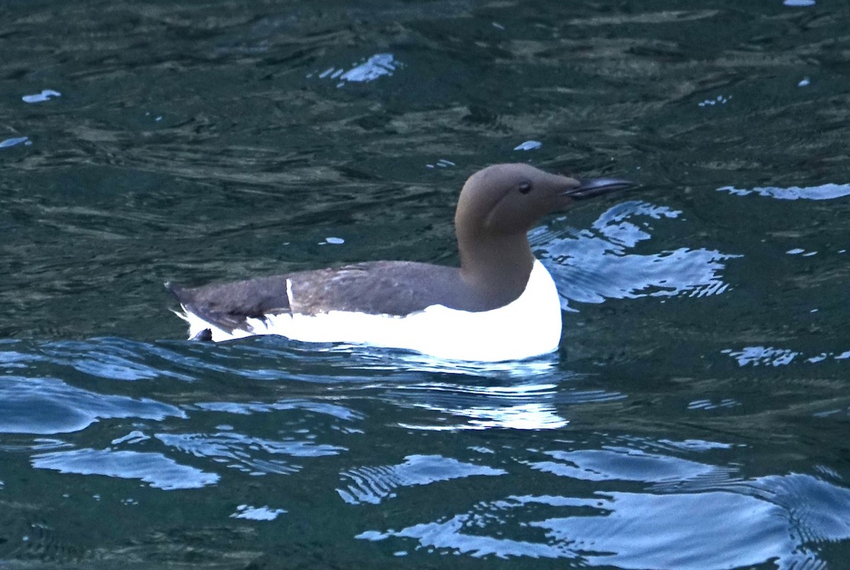 Common Murre - ML620820021