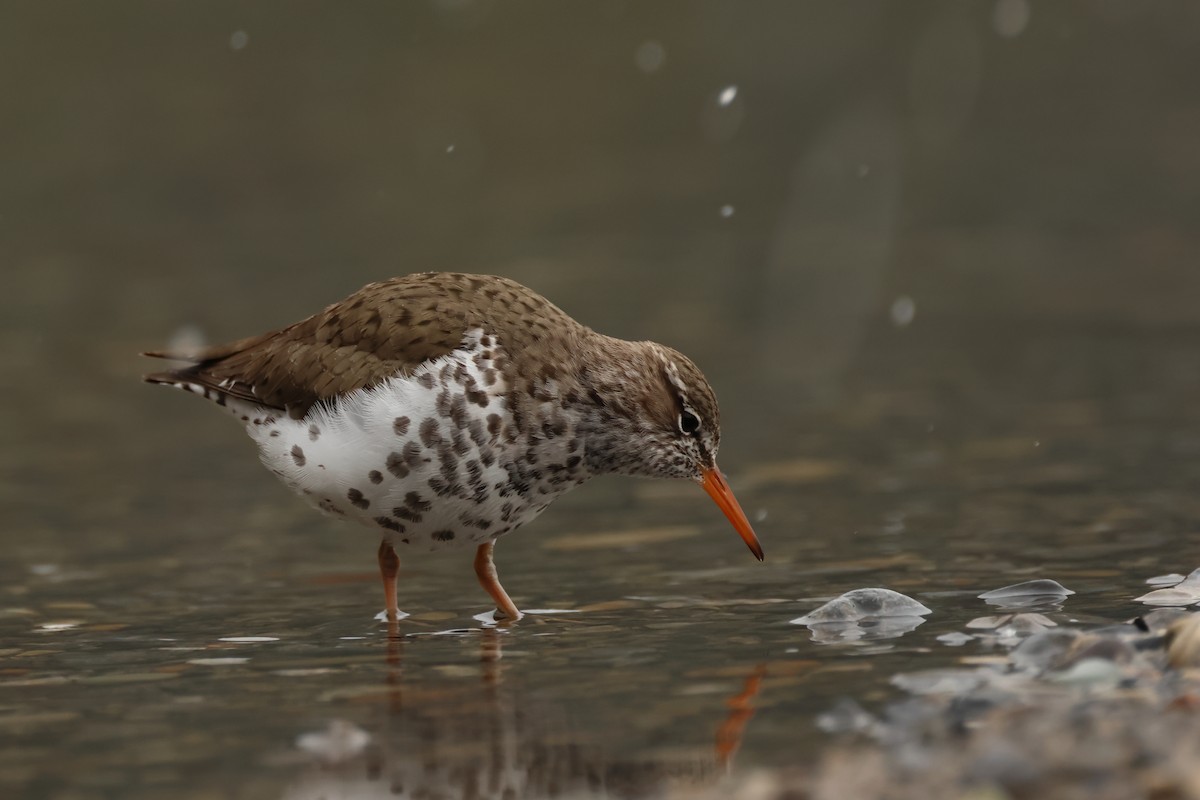 Spotted Sandpiper - ML620820022