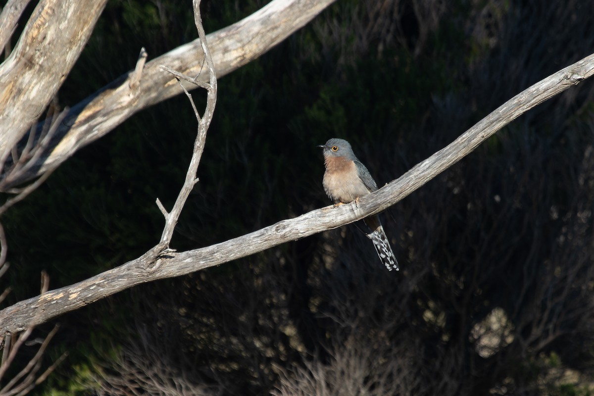 Fan-tailed Cuckoo - ML620820029