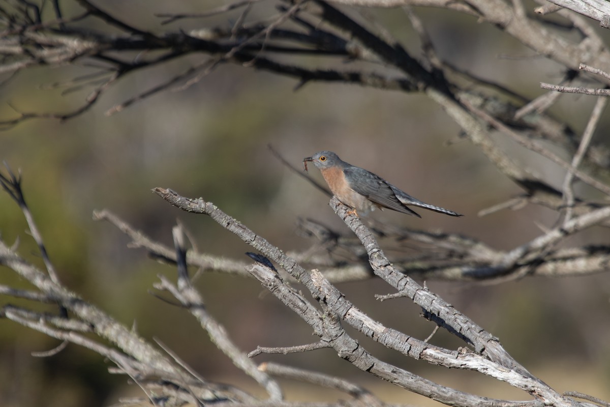 Fan-tailed Cuckoo - ML620820030