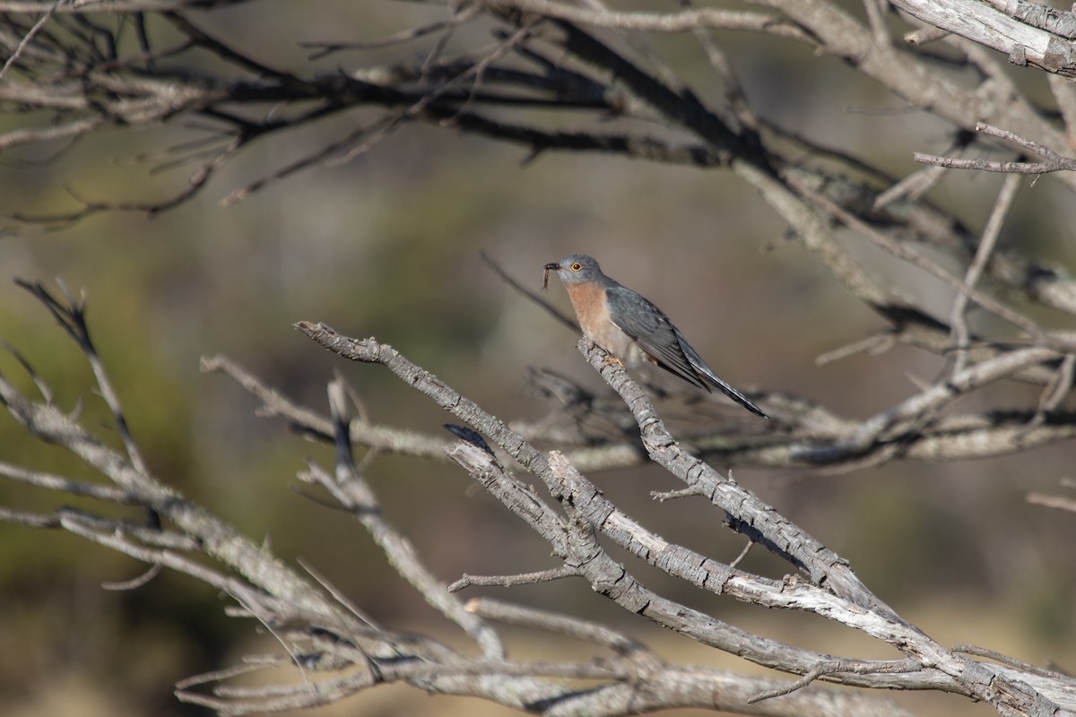 Fan-tailed Cuckoo - ML620820031