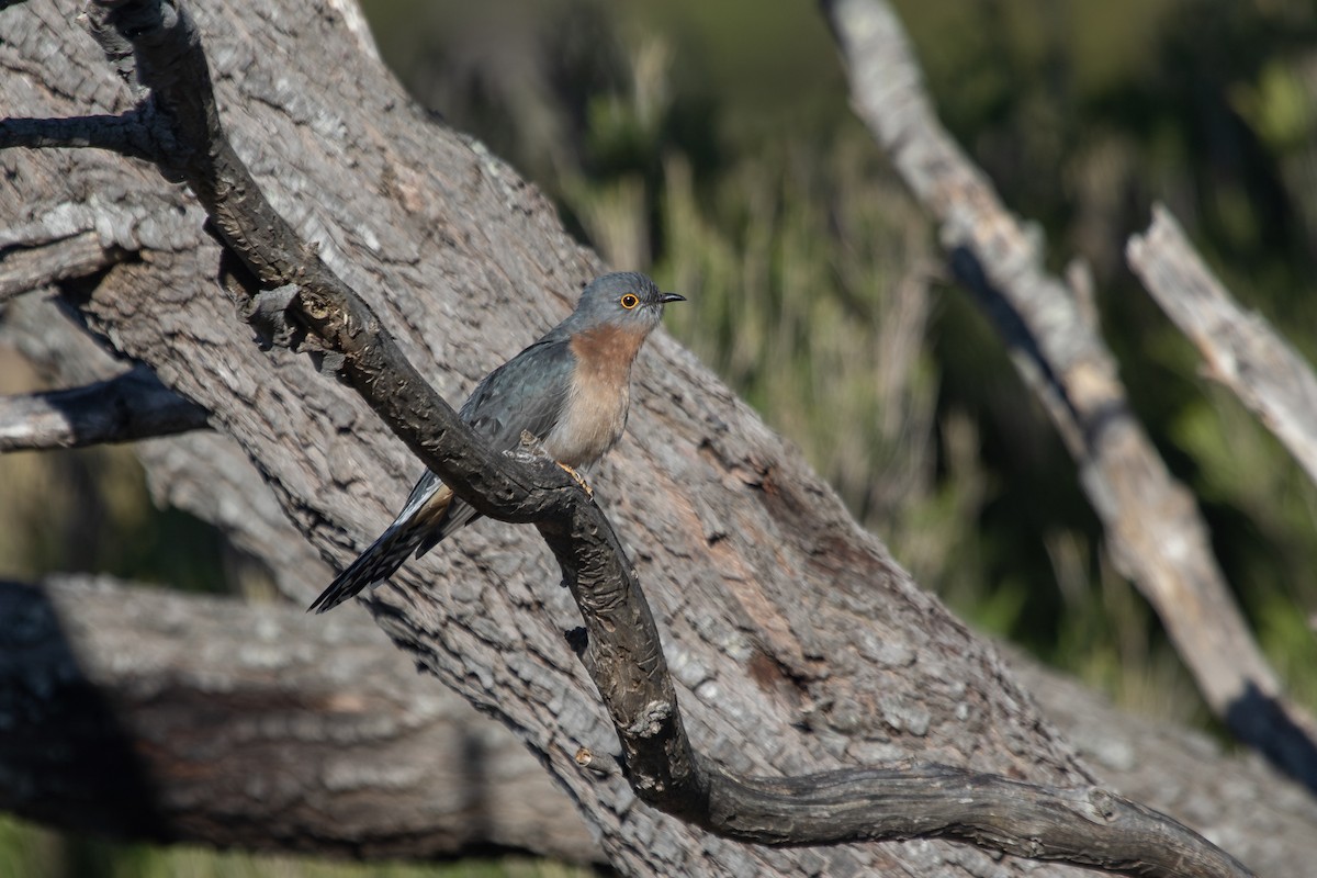 Fan-tailed Cuckoo - ML620820033