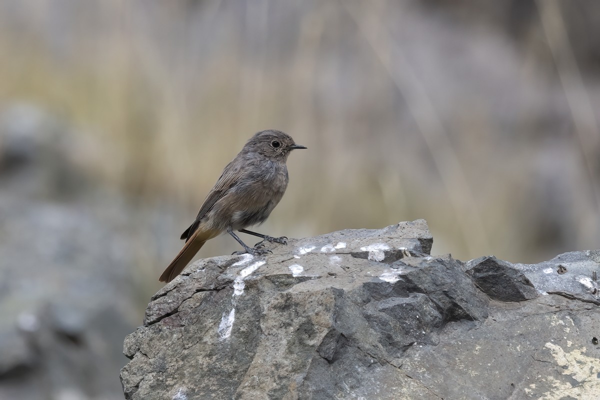 Black Redstart - ML620820035