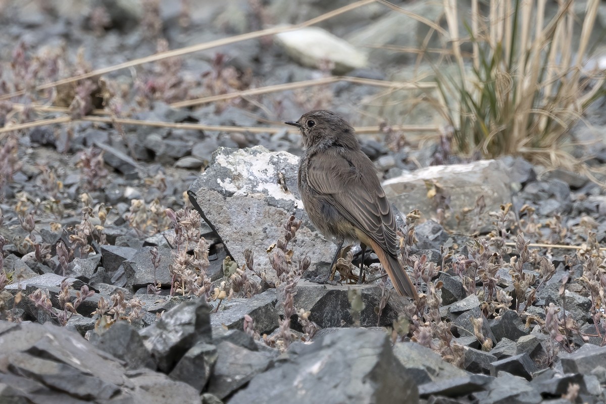 Black Redstart - ML620820036