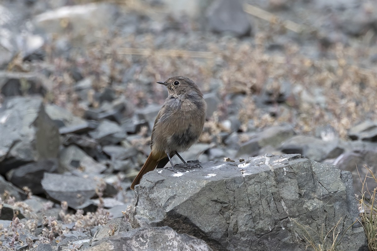 Black Redstart - Delfin Gonzalez