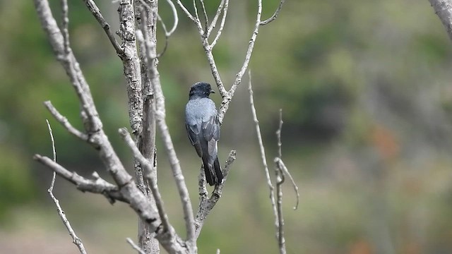 Black-headed Cuckooshrike - ML620820038