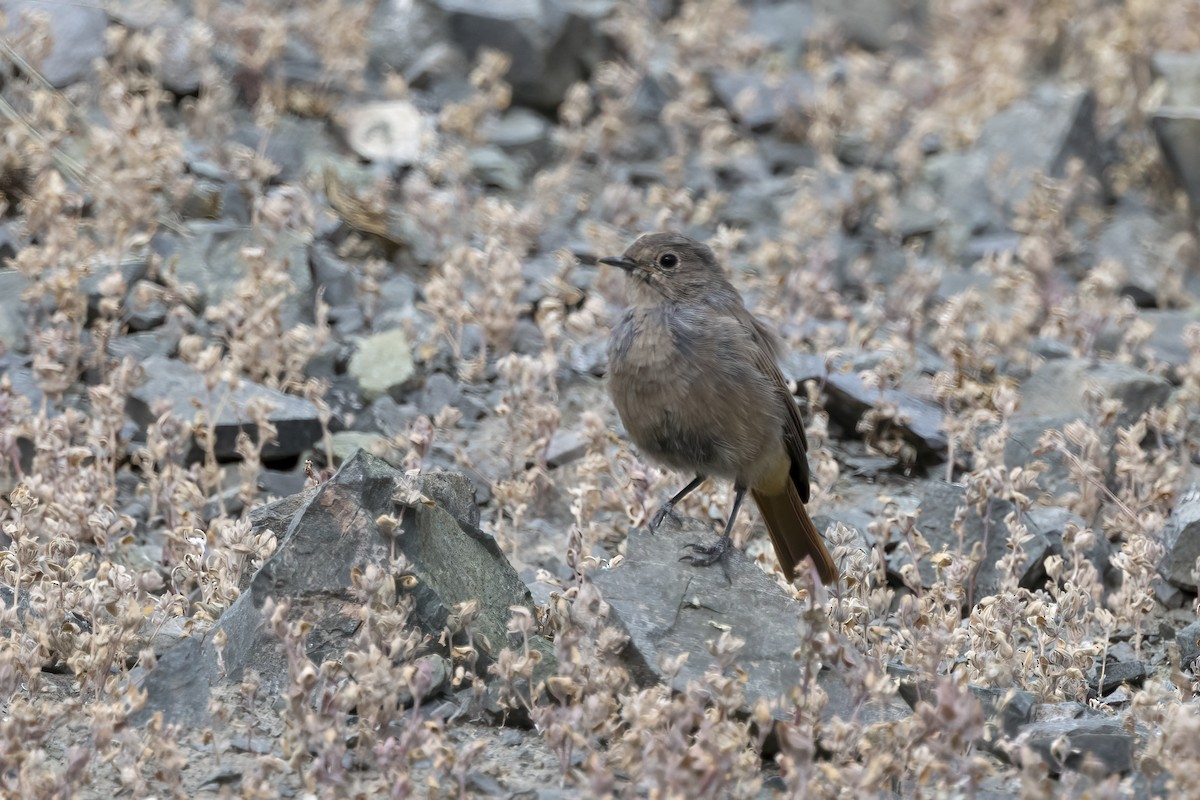 Black Redstart - ML620820039