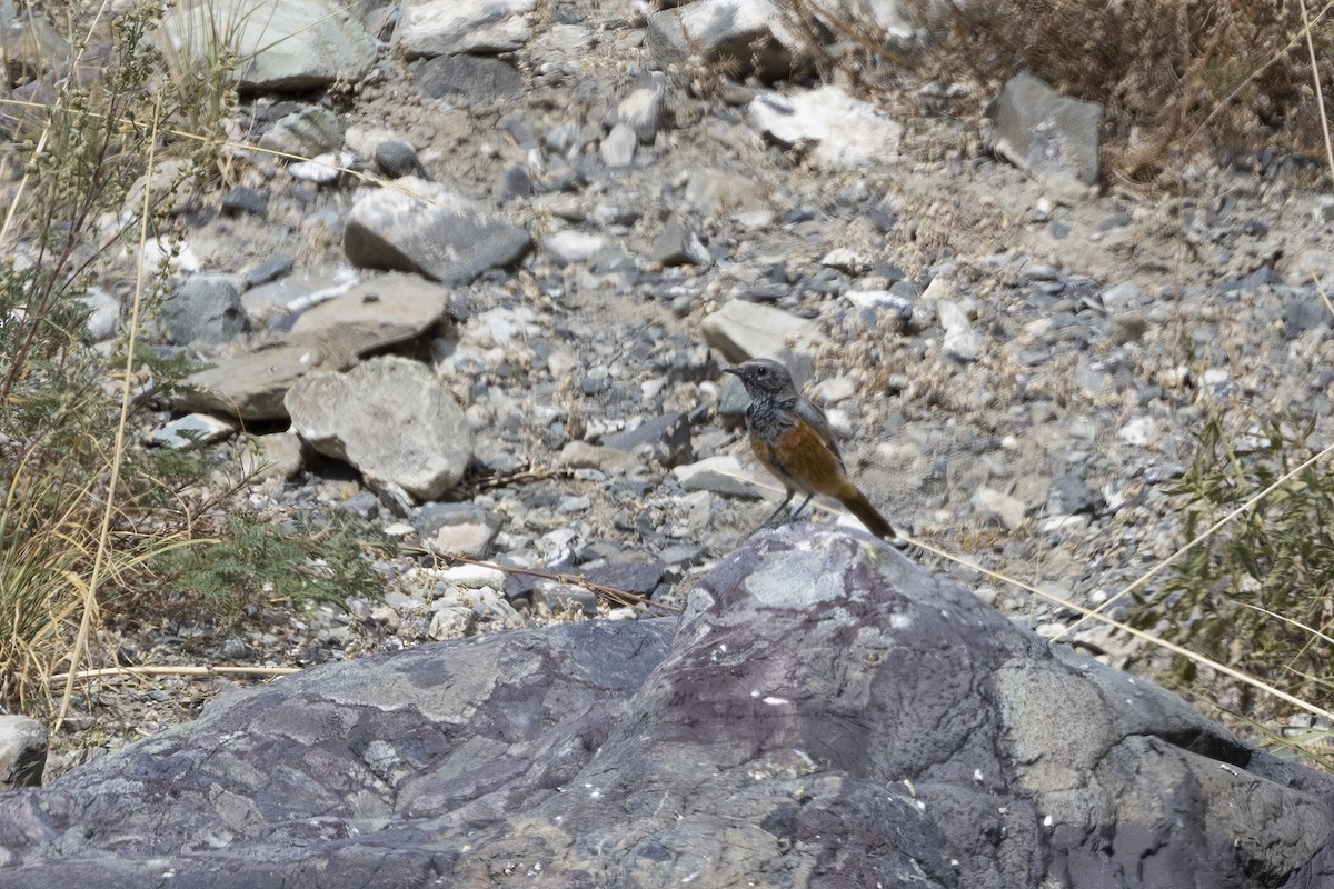 Black Redstart - ML620820041