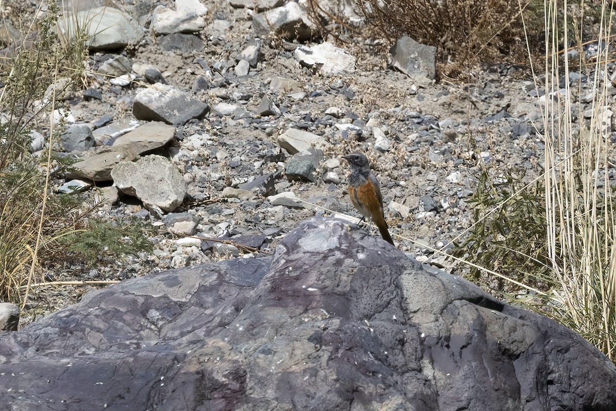 Black Redstart - ML620820042