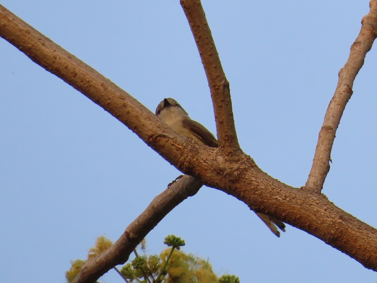 Minivet Chico - ML620820044