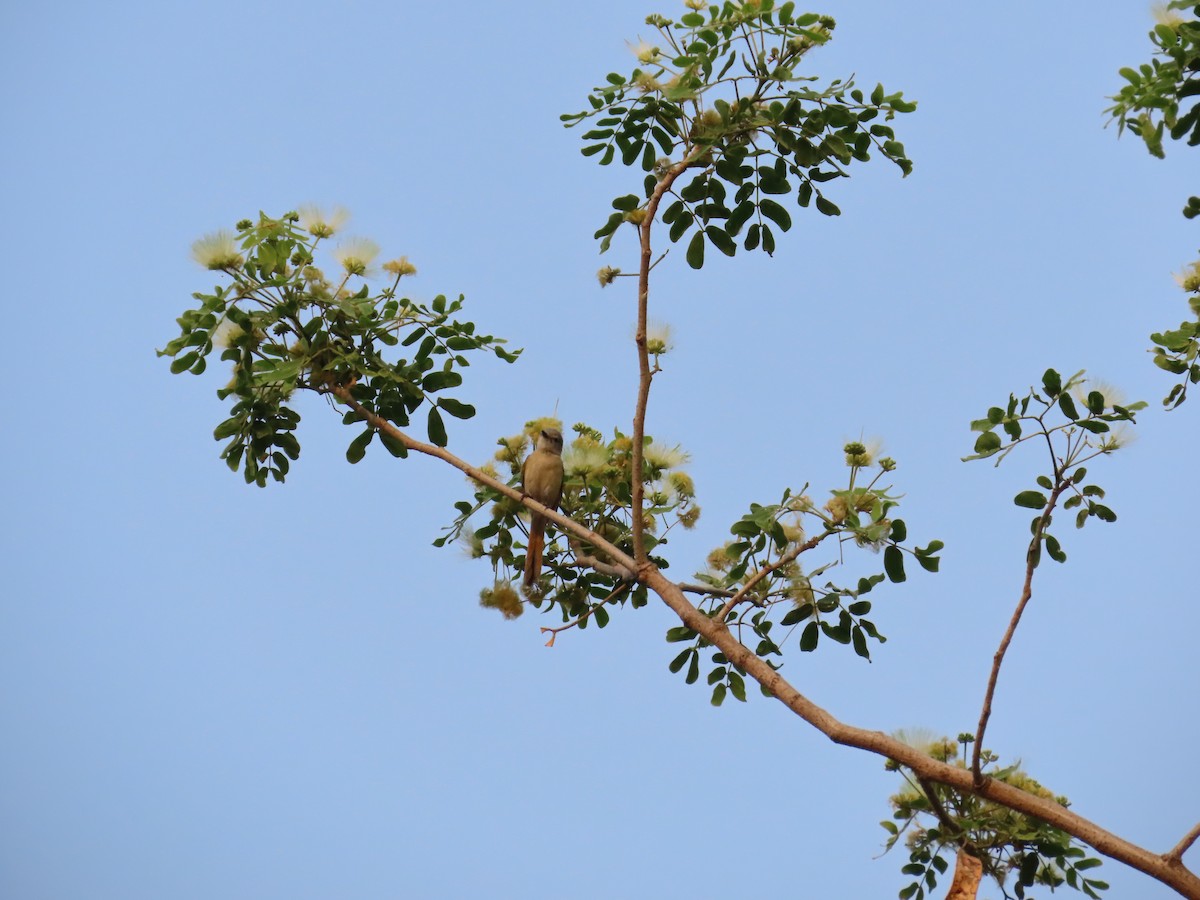 Küçük Minivet - ML620820045